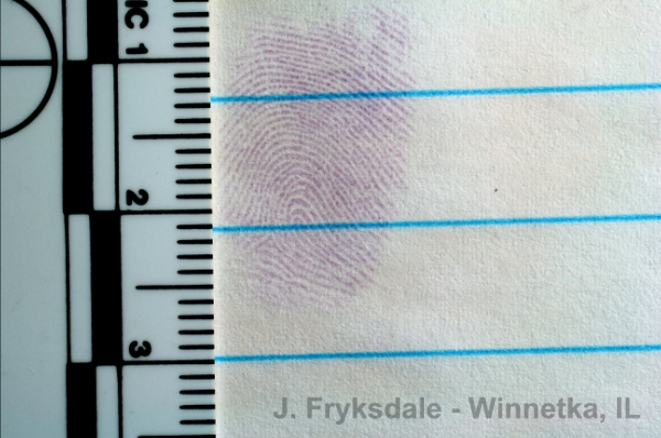 Close-Up Ninhydrin Developed Fingerprint